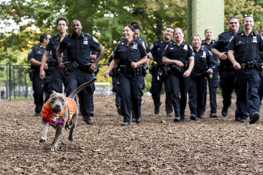 NYPD taking Jamie out for a walk