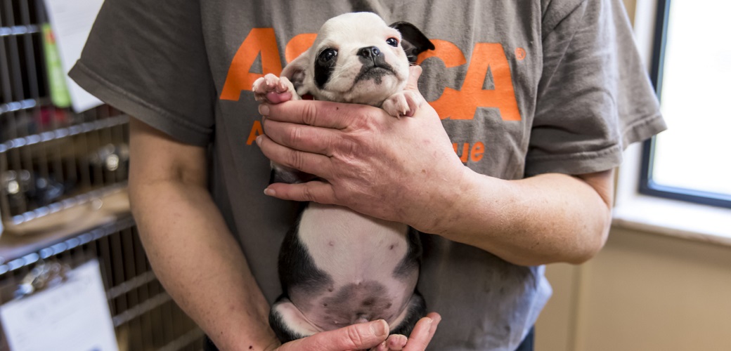 puppy being held by ASPCA volunteer