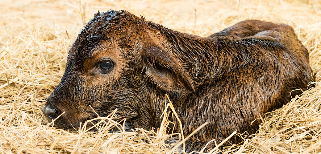 USDA rule protects vulnerable calves