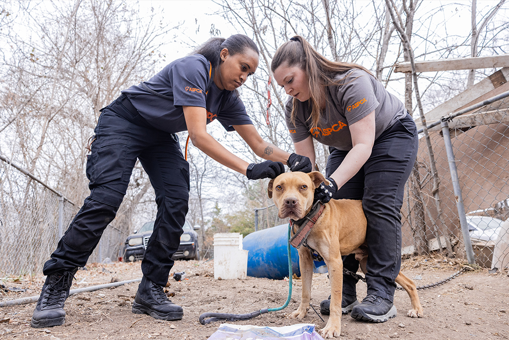 The ASPCA Turns 160: Celebrating Our History | ASPCA