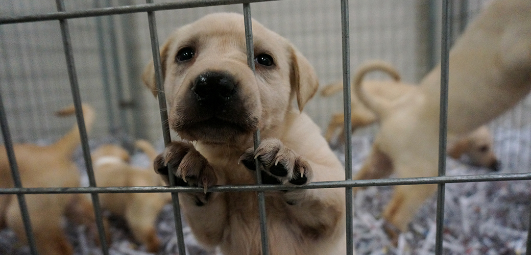 a tan puppy pressing its face through the grates of its kennel