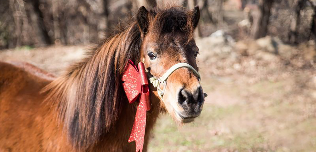 Gage the pony with a holiday bow