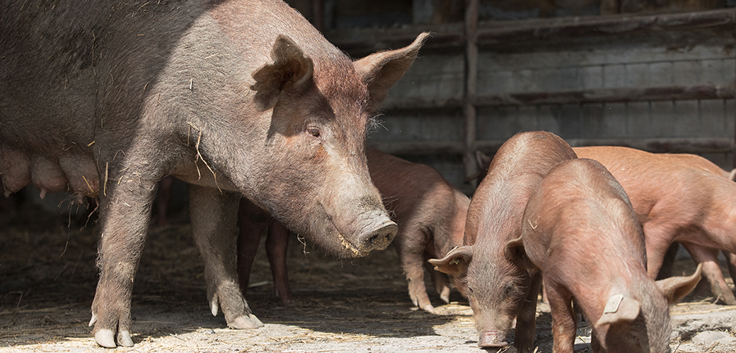 a sow with her piglets