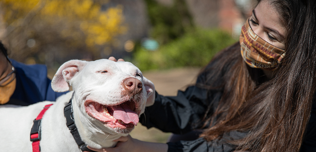 woman with brown hair wearing a cloth mask petting a white Pitbull