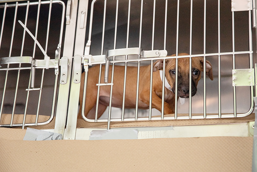 a puppy in a crate