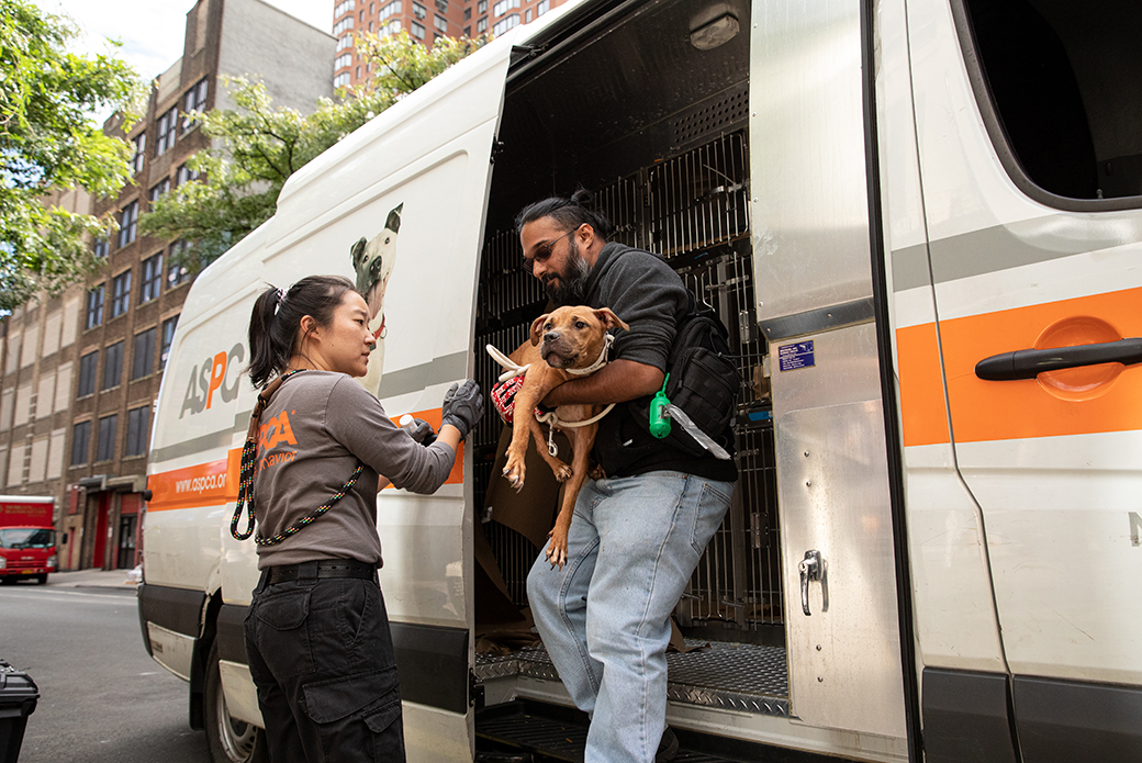 a dog getting taken off of a transport