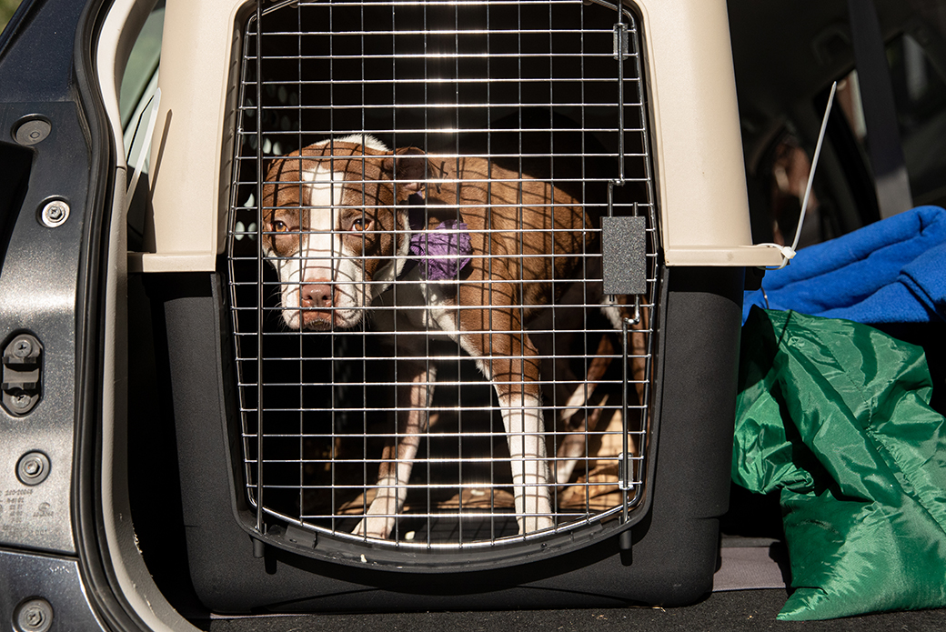 a puppy in a crate