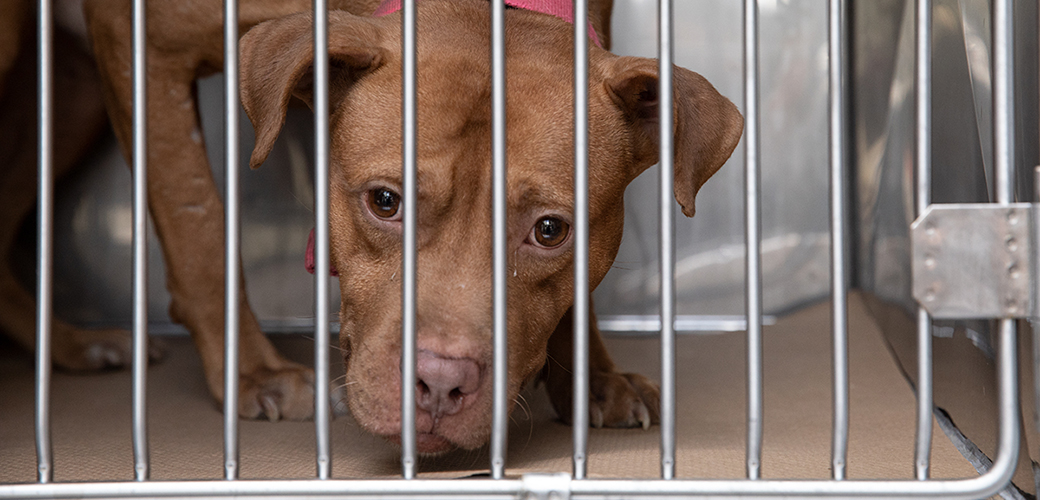 a young dog in a crate