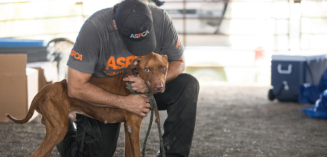 a rescued dog and responder