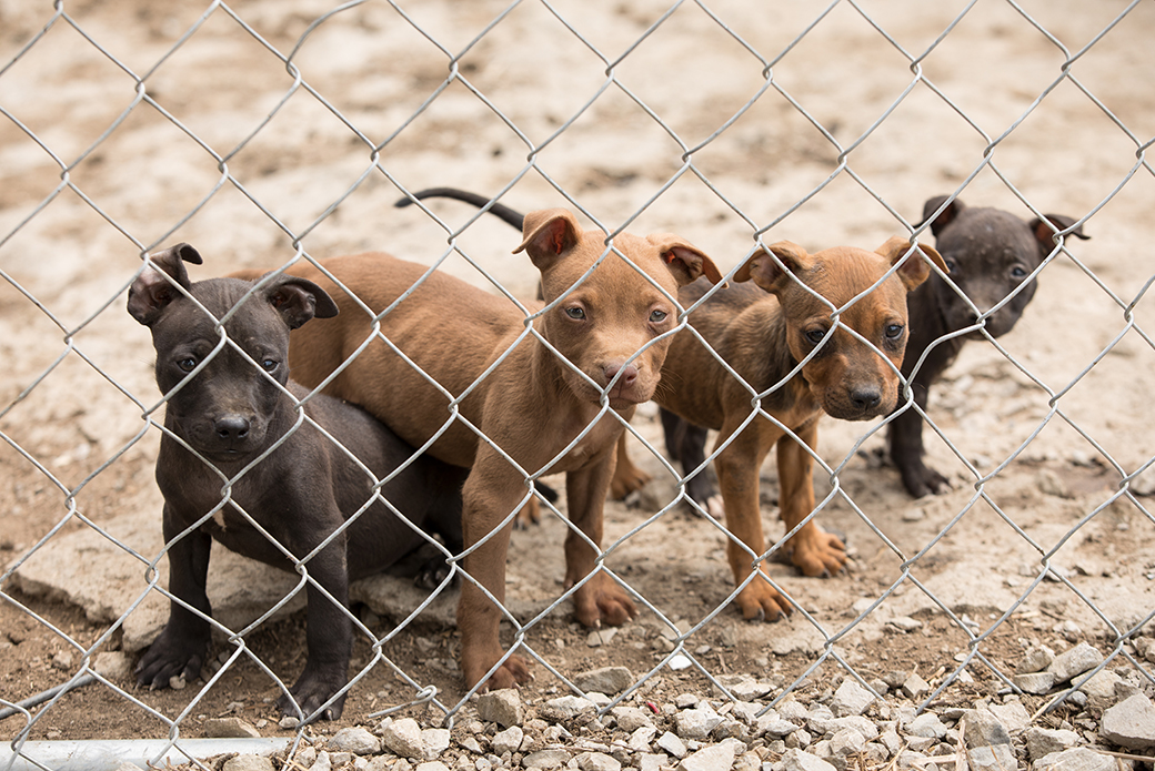 pitbull puppies