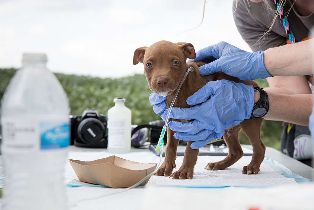 a rescued puppy