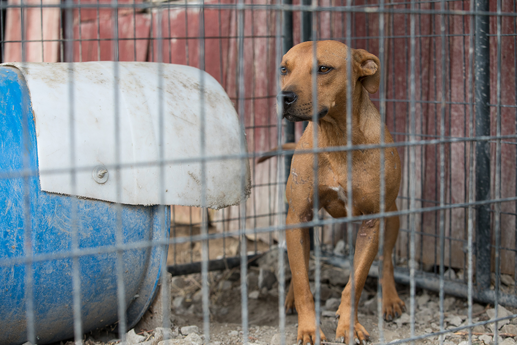 a dog in a cage