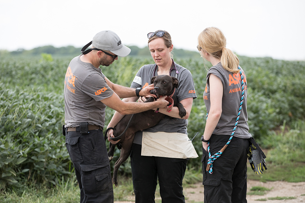 responders with a rescued dog