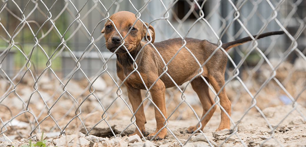 a pitbull puppy