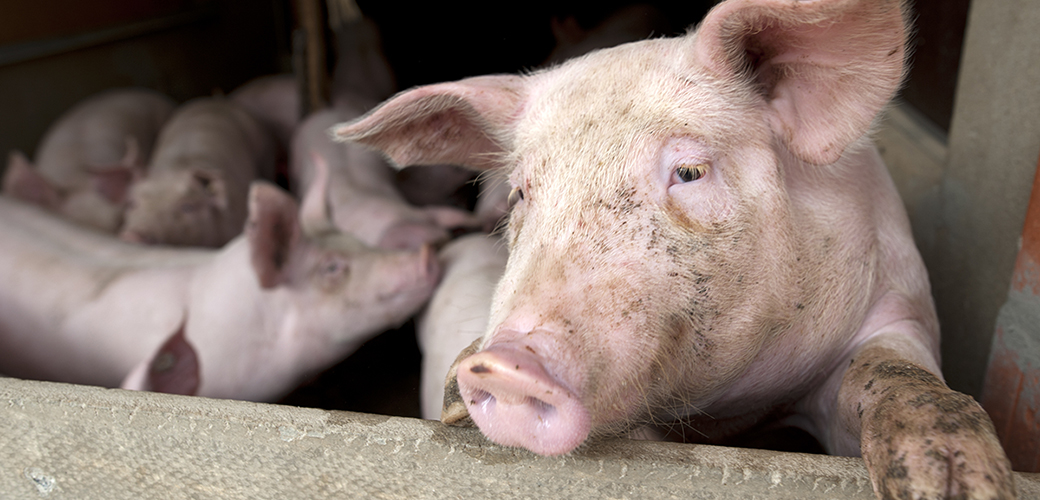 a pig in a dirty holding area