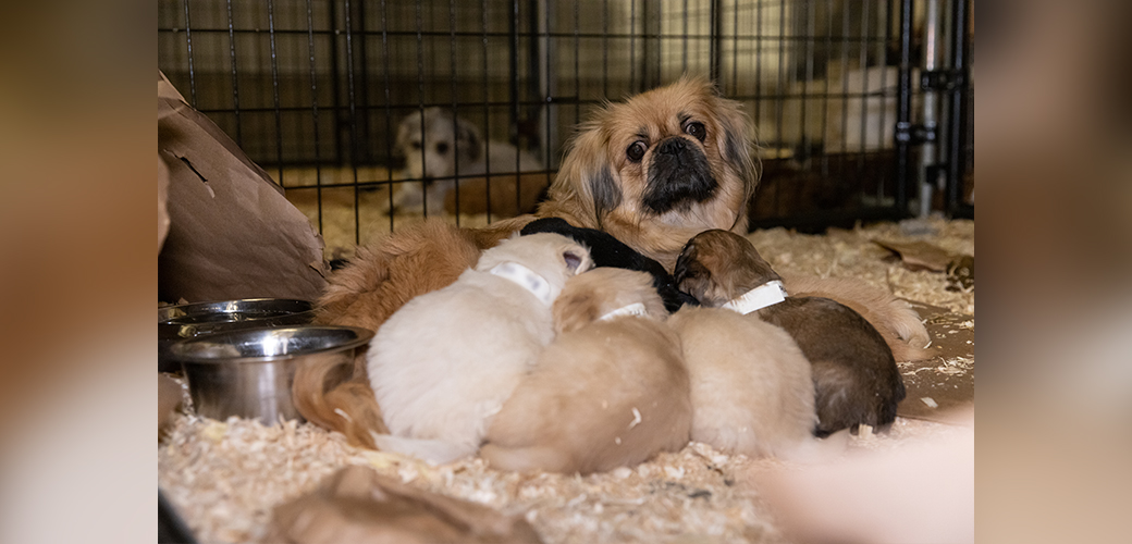 small puppy mill dog with her puppies