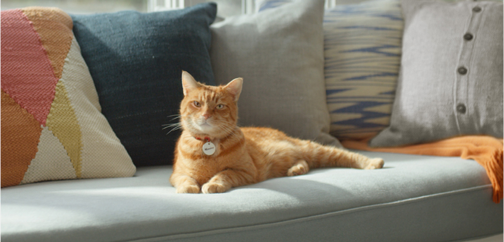 a cat resting on a couch