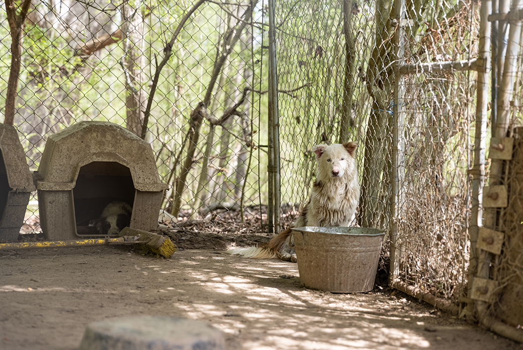 two dogs held in a dirty kennel