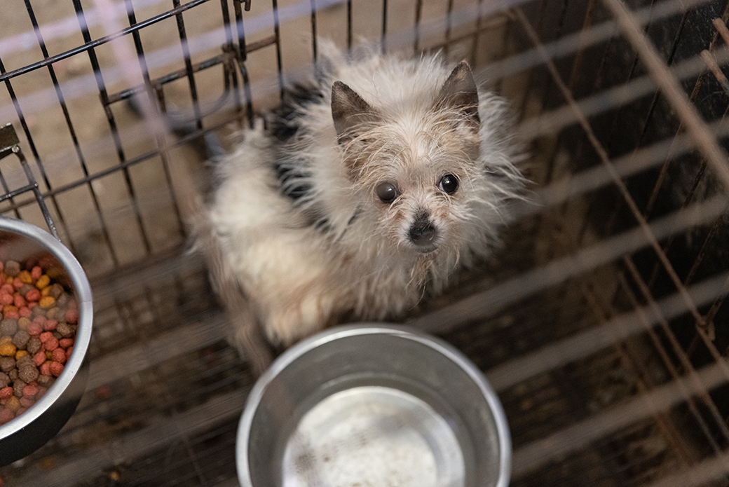 a small dog in a crate