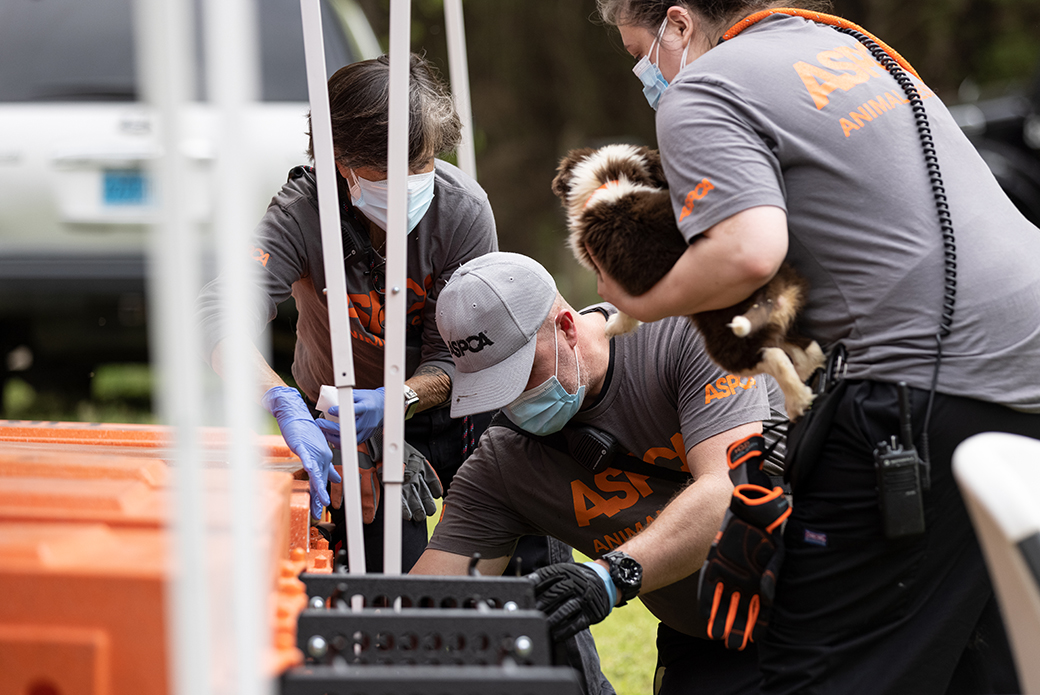 ASPCA responders transporting rescued dogs