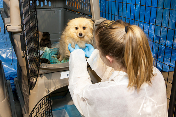 team member helping dog in crate