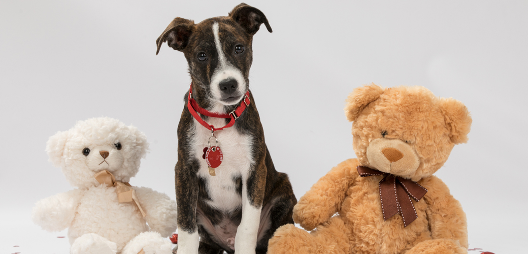 a puppy with two stuffed bears