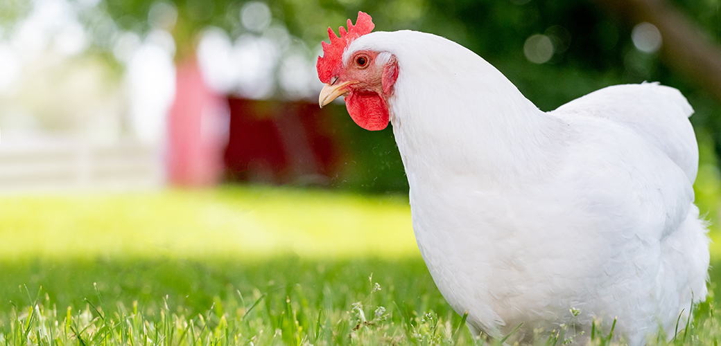 a chicken in grass