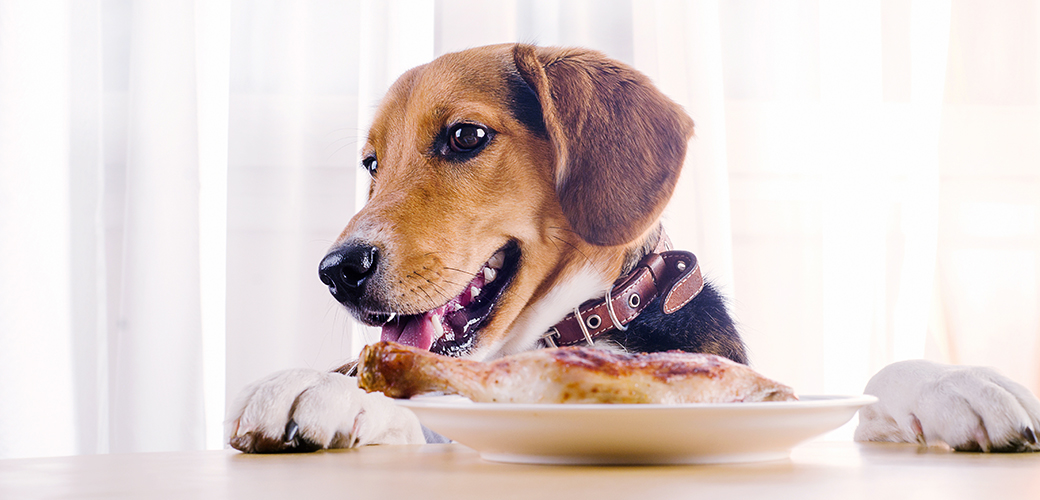 a dog with a turkey leg