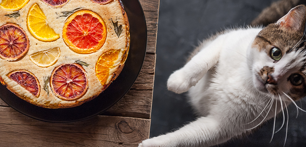 A kitten with pie