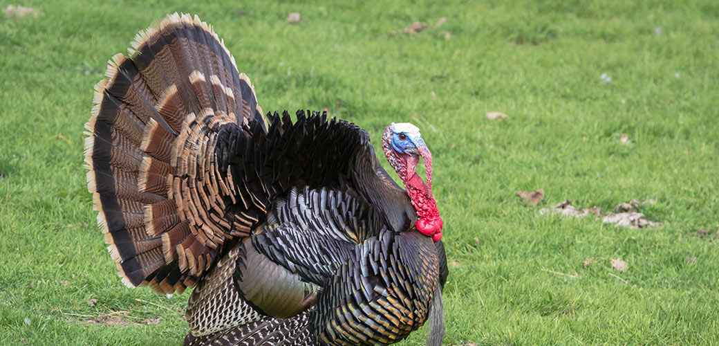 Free roaming turkey