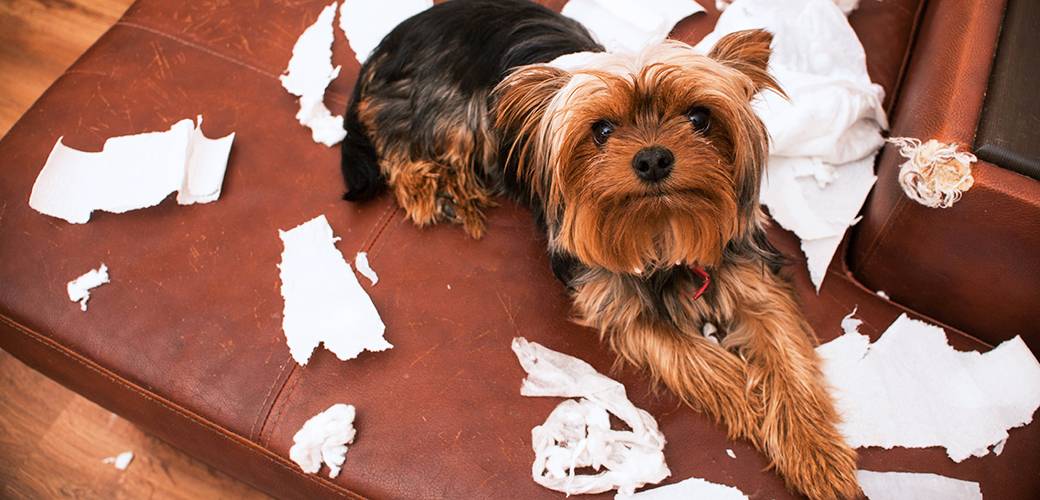 a dog with torn up paper