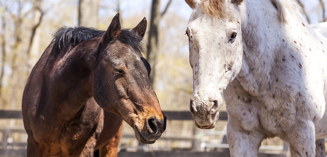 two horses