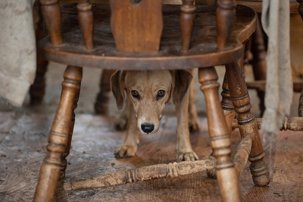 a dog hiding under a chair