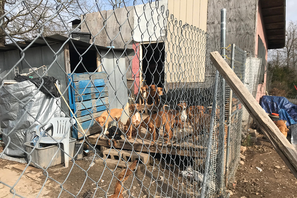 dogs behind a chain fence