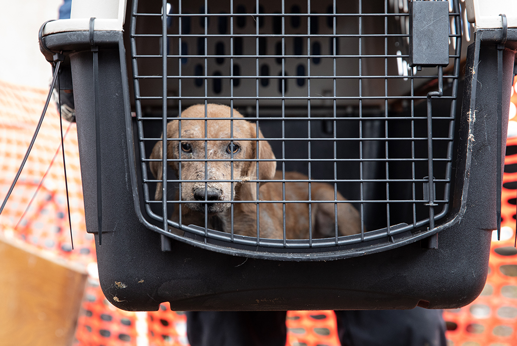 a rescued dog in a carrier