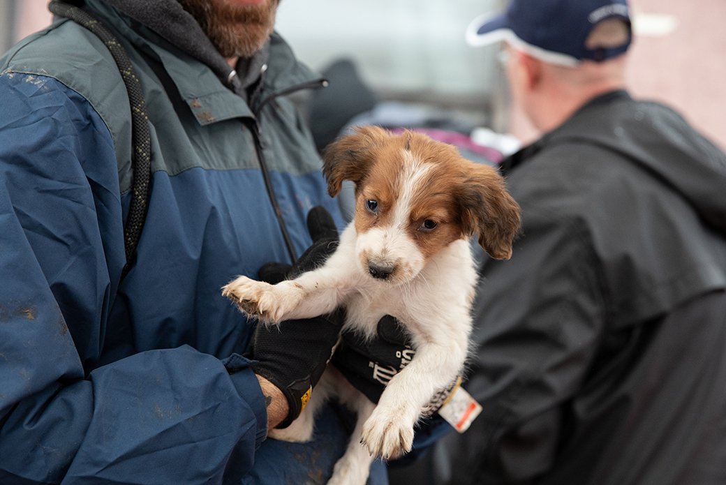 a rescued puppy