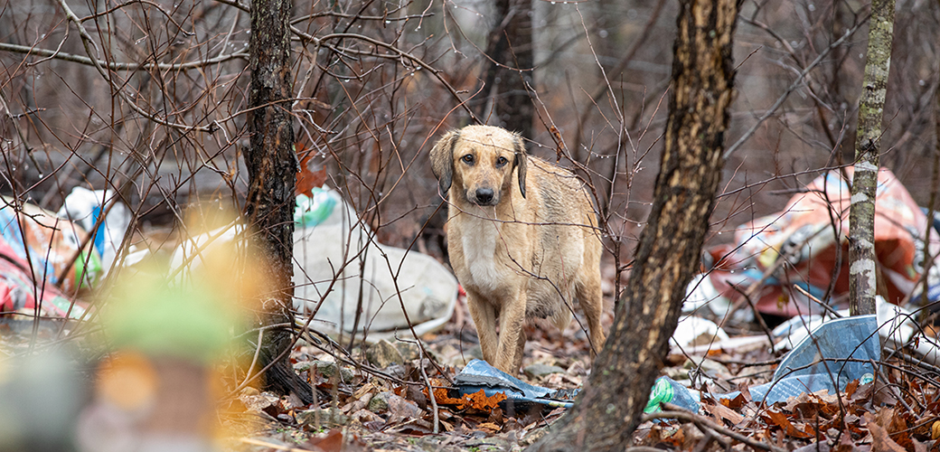 a dog around trash in the woods