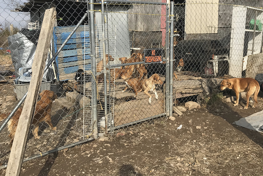 Dogs in a dirty kennel