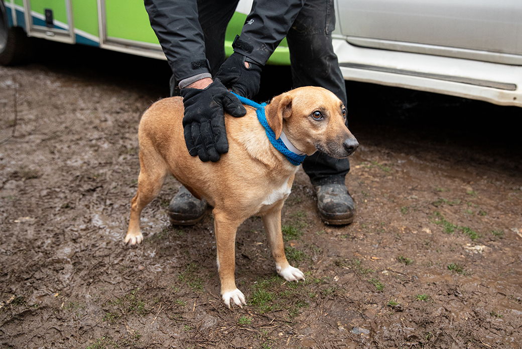 a scared rescued dog