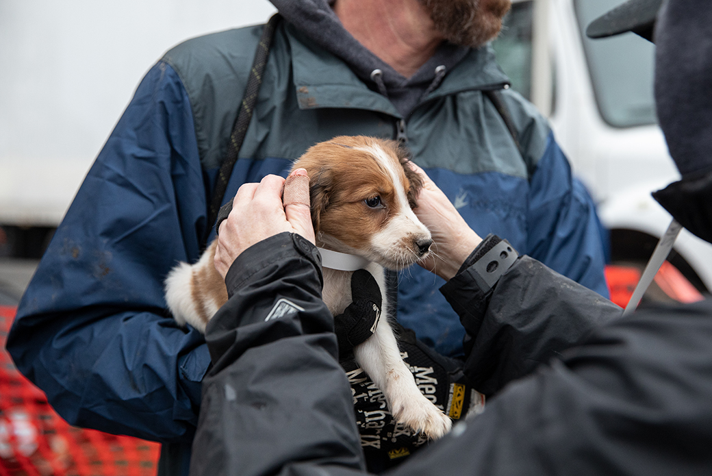 a rescued puppy