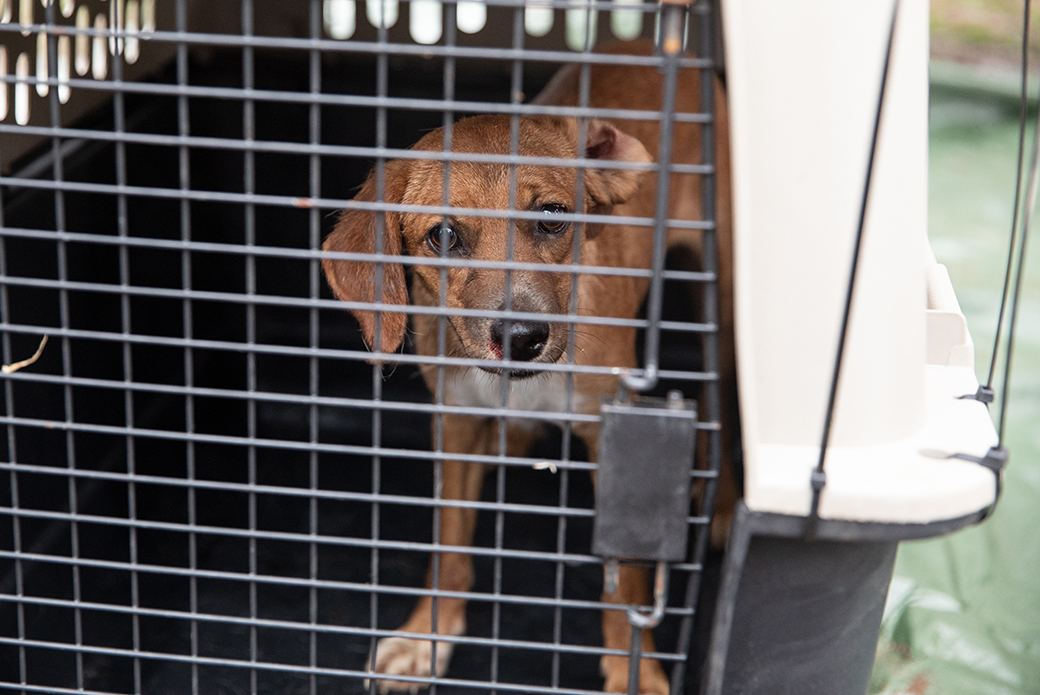 rescued dog in a carrier