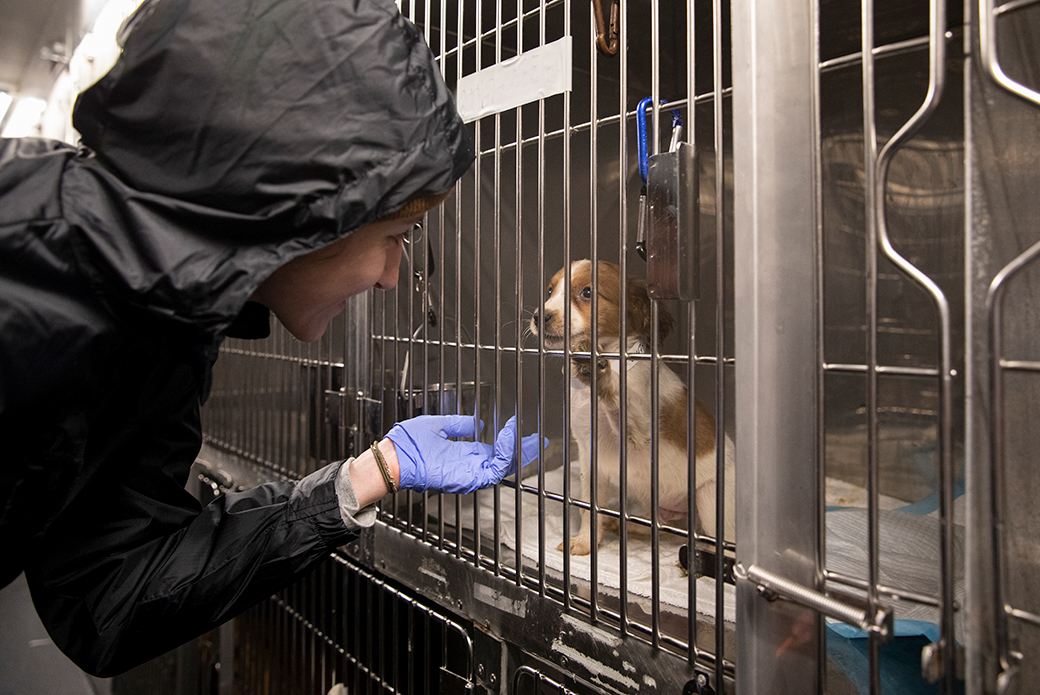 rescued puppy at the emergency shelter