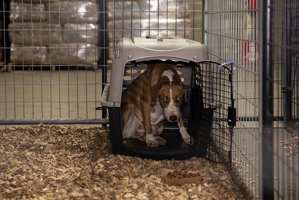 scared dog at the emergency shelter