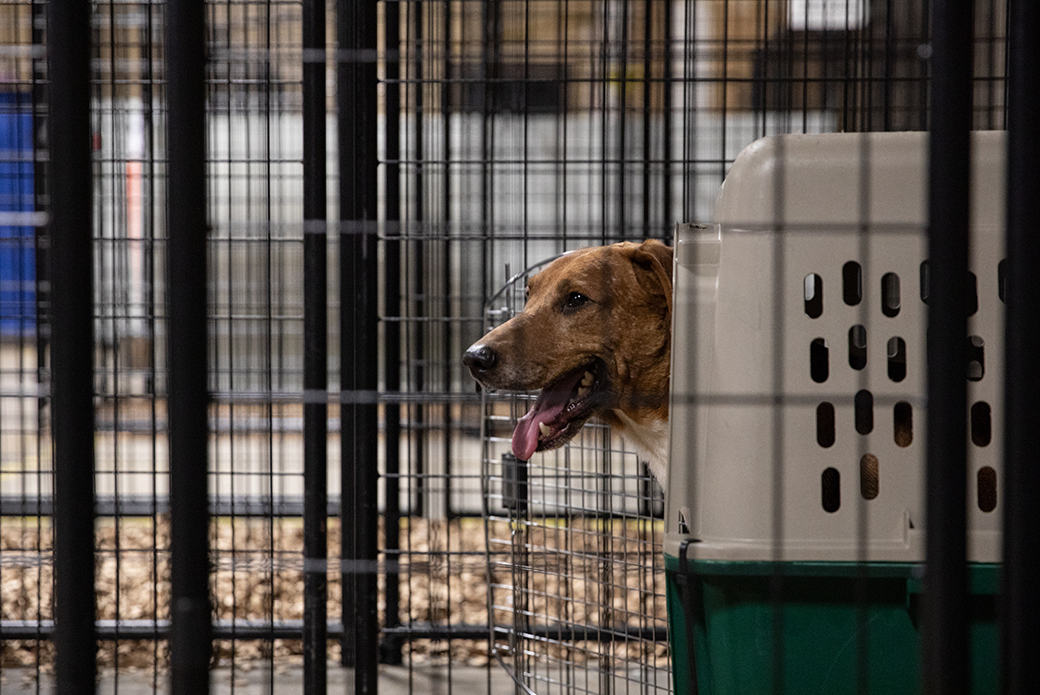 a happy rescued dog