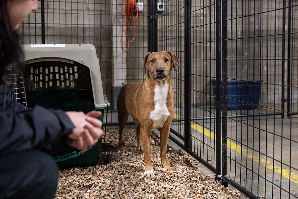 a rescued dog at the emergency shelter