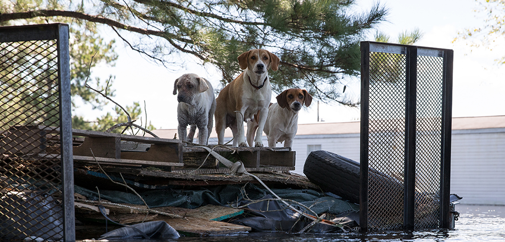 dogs stranded in a flood