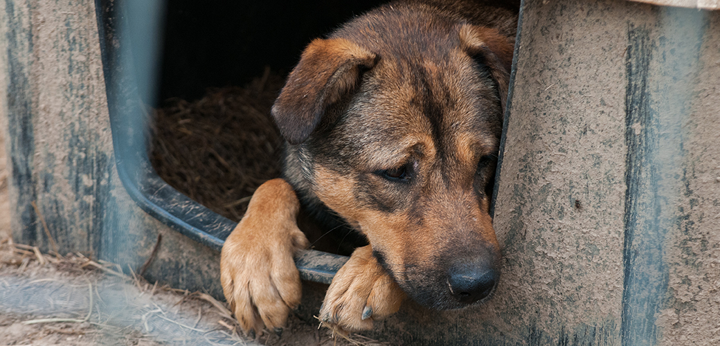 UPDATE: ASPCA Assists Authorities in Removal of 300 Animals from Alabama Animal Shelter