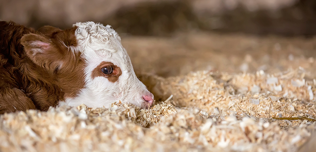 The ASPCA Calls on Government to Protect Downer Calves