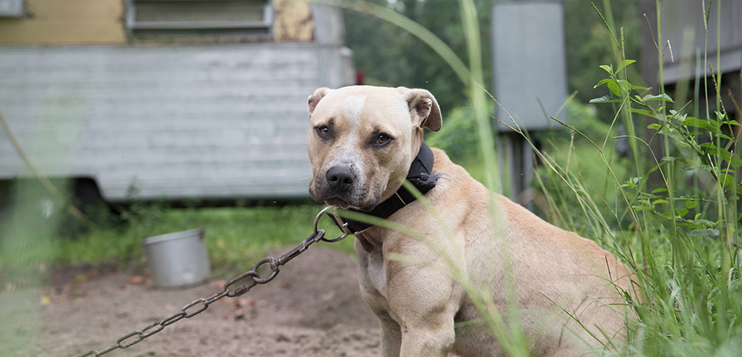 a pitbull chained outside