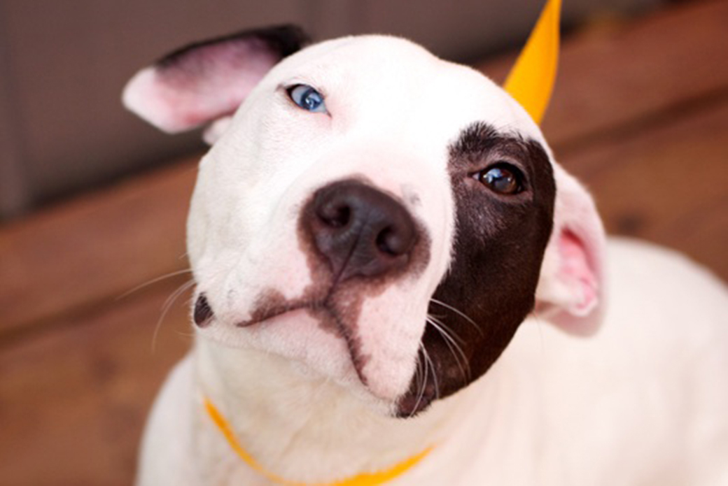 ASPCA Happy Tails: Blue’s Story